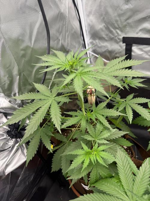 First grow - lemon cherry cookies. Week 4