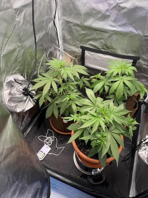 First grow - lemon cherry cookies. Week 4