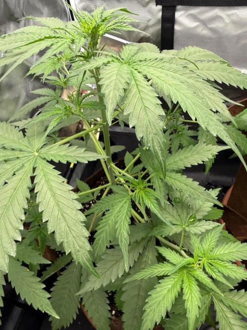 First grow - lemon cherry cookies. Week 4