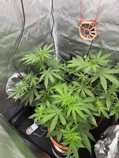 First grow - lemon cherry cookies. Week 4