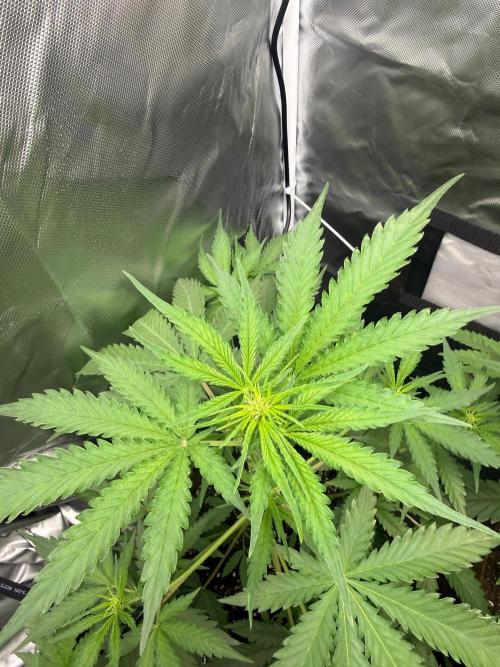 First grow - lemon cherry cookies. Week 4
