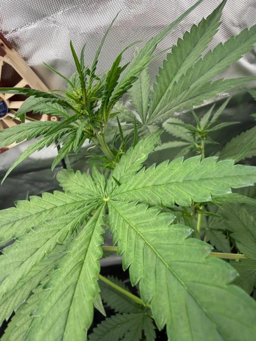 First grow - lemon cherry cookies. Week 5