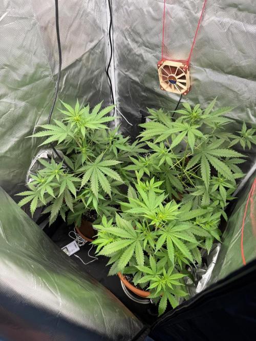 First grow - lemon cherry cookies. Week 5