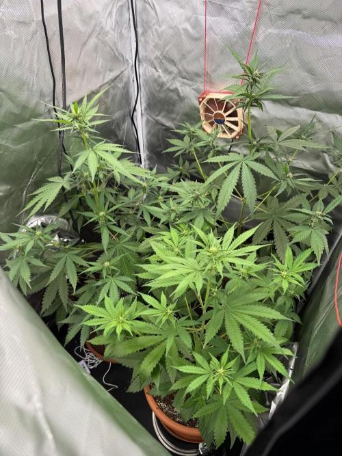 First grow - lemon cherry cookies. Week 5