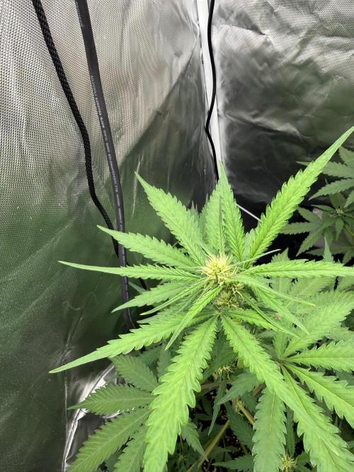 First grow - lemon cherry cookies. Week 5