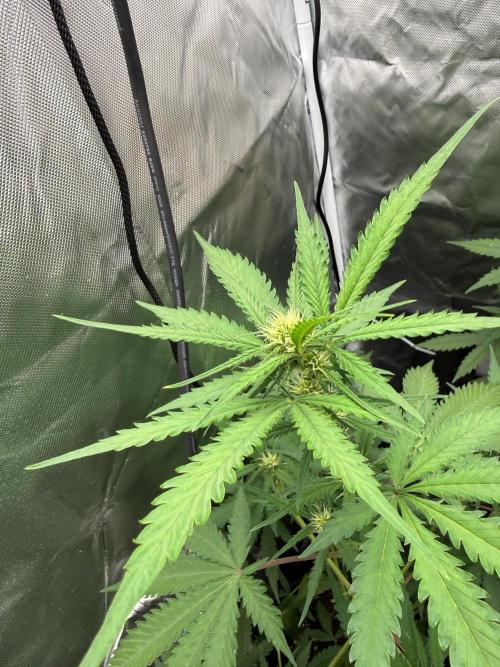 First grow - lemon cherry cookies. Week 5