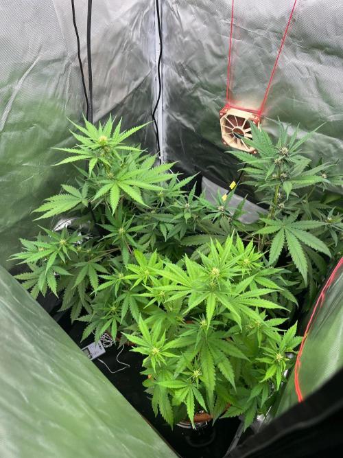 First grow - lemon cherry cookies. Week 5