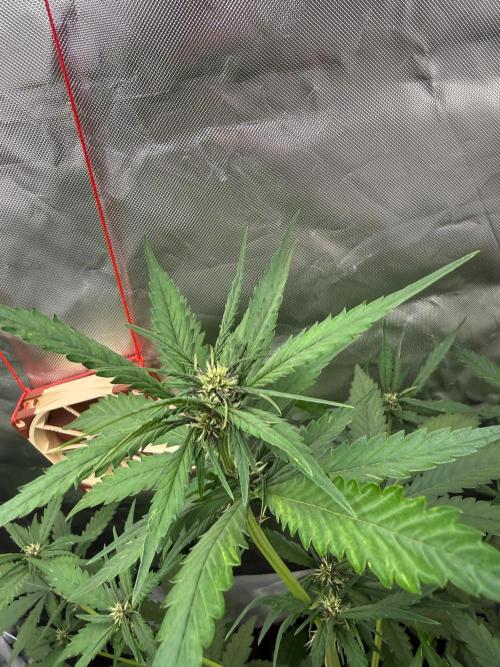 First grow - lemon cherry cookies. Week 5