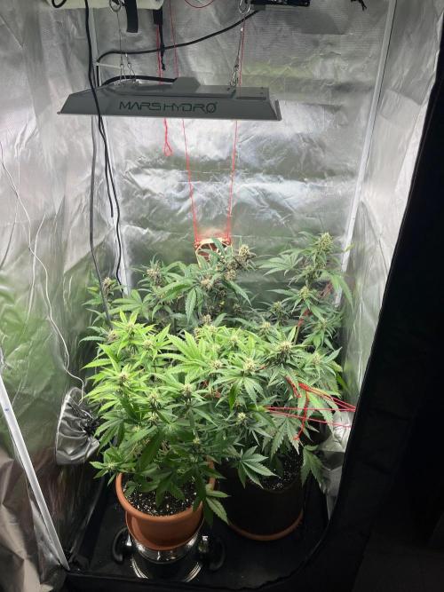 First grow - lemon cherry cookies. Week 7