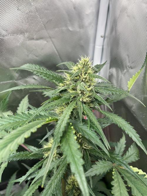 First grow - lemon cherry cookies. Week 7