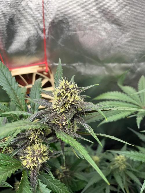 First grow - lemon cherry cookies. Week 7