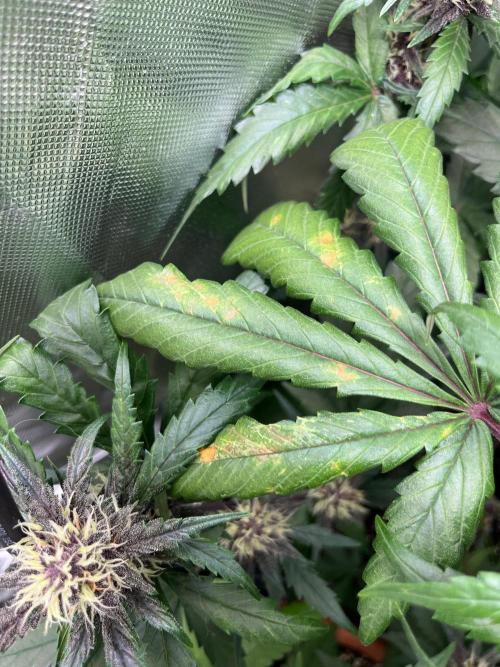 First grow - lemon cherry cookies. Week 7