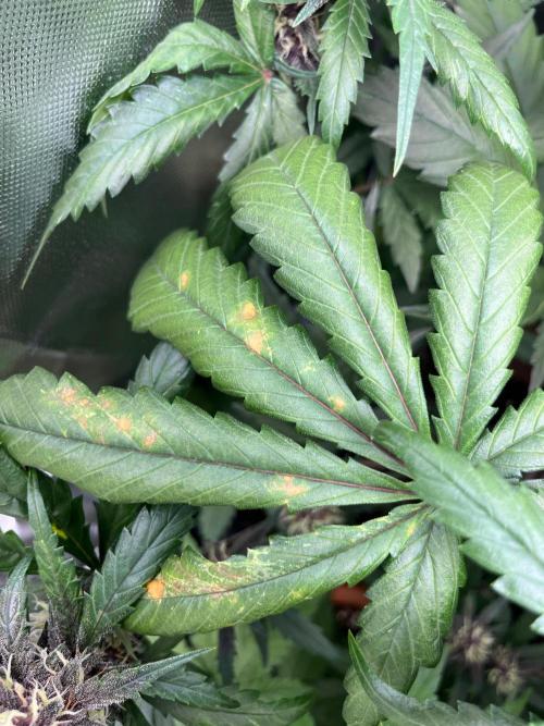 First grow - lemon cherry cookies. Week 7