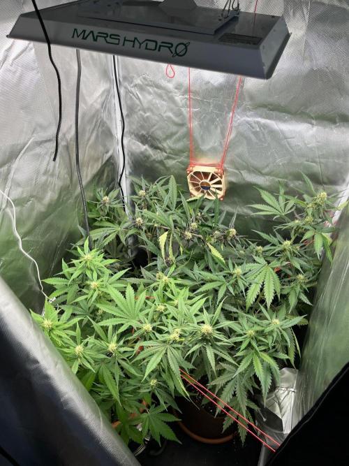 First grow - lemon cherry cookies. Week 6
