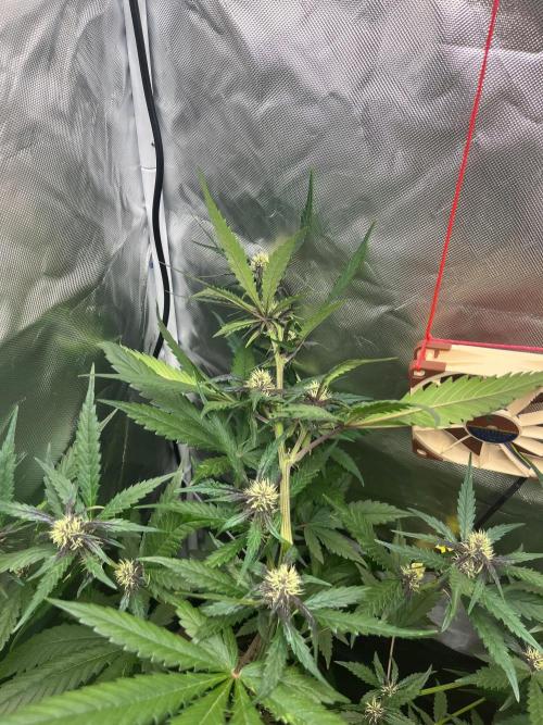 First grow - lemon cherry cookies. Week 6