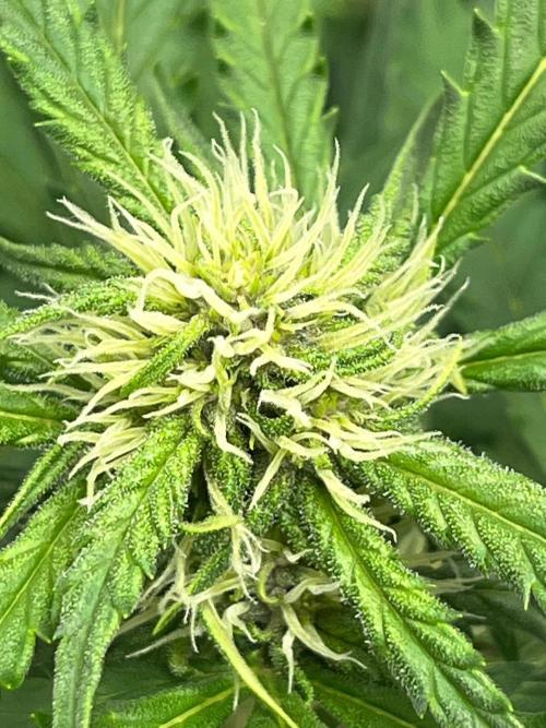 First grow - lemon cherry cookies. Week 6