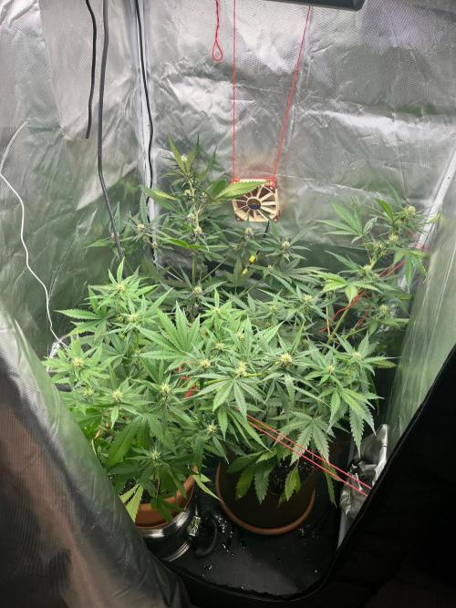 First grow - lemon cherry cookies. Week 6