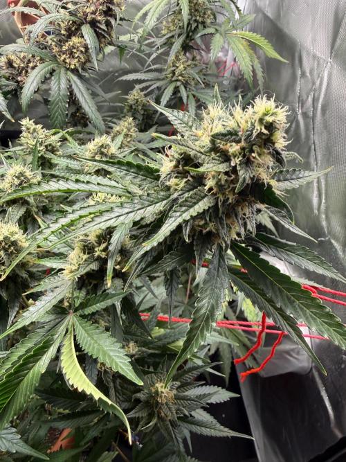 First grow - lemon cherry cookies. Week 9