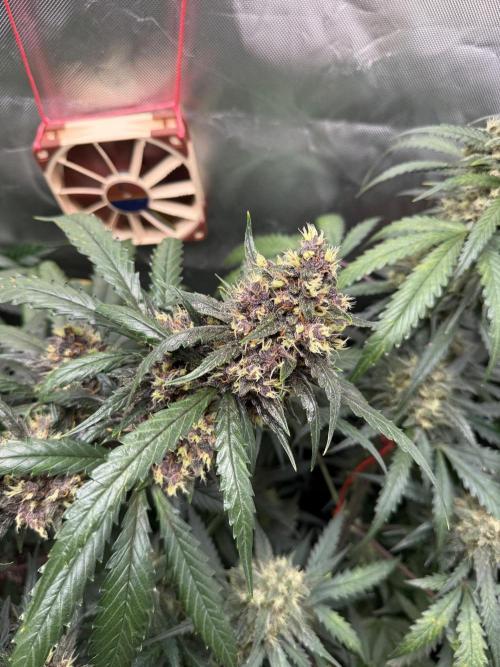 First grow - lemon cherry cookies. Week 9