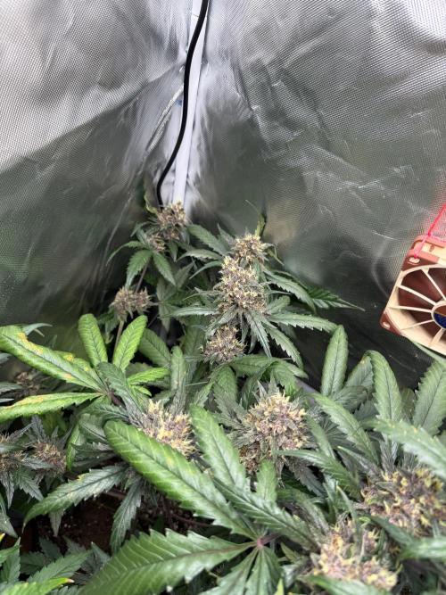 First grow - lemon cherry cookies. Week 9