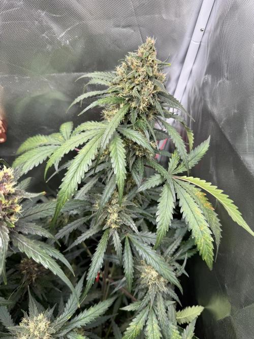 First grow - lemon cherry cookies. Week 9