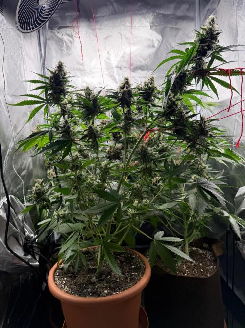 First grow - lemon cherry cookies. Week 9