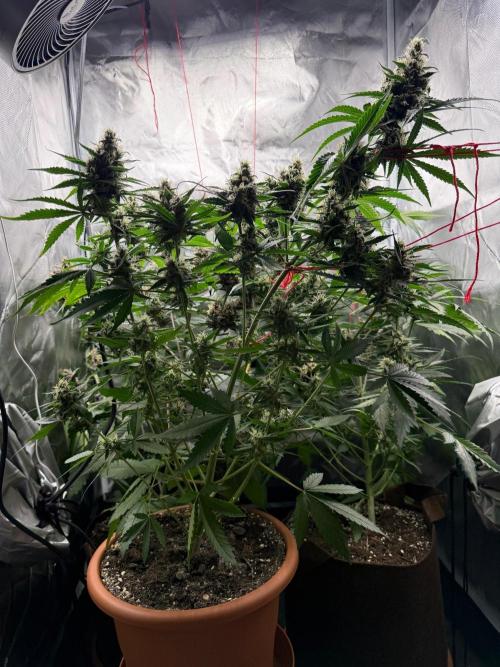 First grow - lemon cherry cookies. Week 9