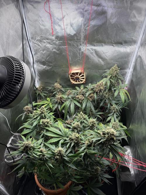 First grow - lemon cherry cookies. Week 9
