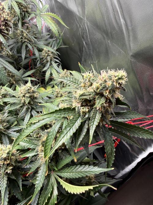 First grow - lemon cherry cookies. Week 9
