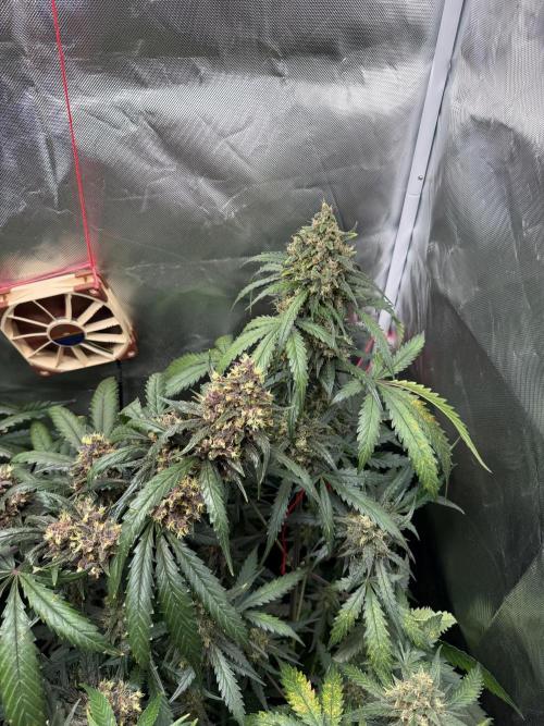 First grow - lemon cherry cookies. Week 9