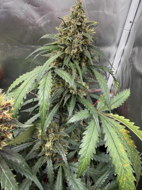 First grow - lemon cherry cookies. Week 9