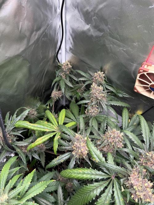 First grow - lemon cherry cookies. Week 9