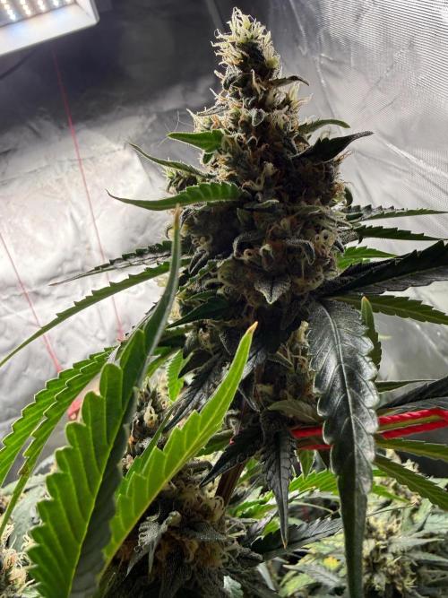 First grow - lemon cherry cookies. Week 9