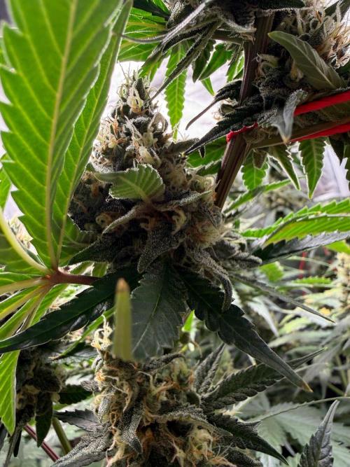 First grow - lemon cherry cookies. Week 9