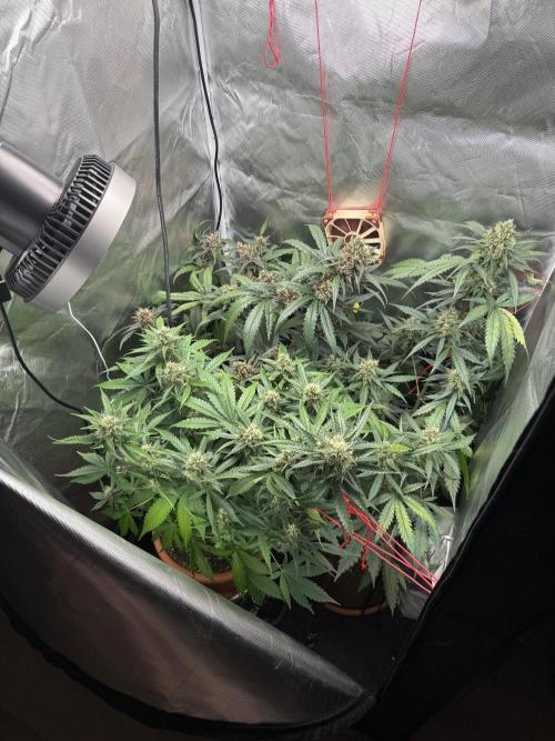First grow - lemon cherry cookies. Week 8