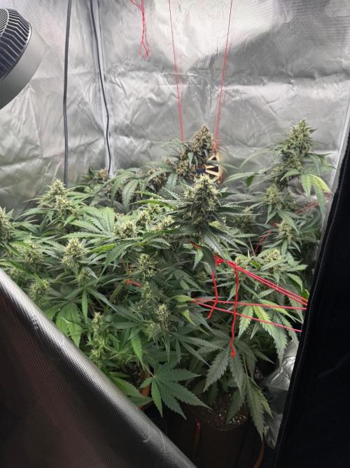 First grow - lemon cherry cookies. Week 8
