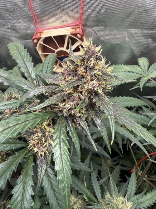 First grow - lemon cherry cookies. Week 8