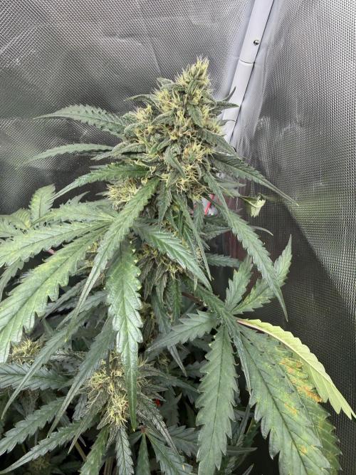First grow - lemon cherry cookies. Week 8
