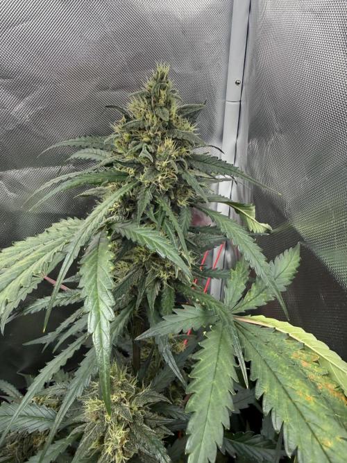 First grow - lemon cherry cookies. Week 8
