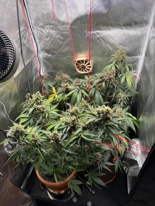First grow - lemon cherry cookies. Week 10