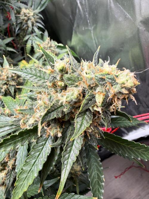 First grow - lemon cherry cookies. Week 10