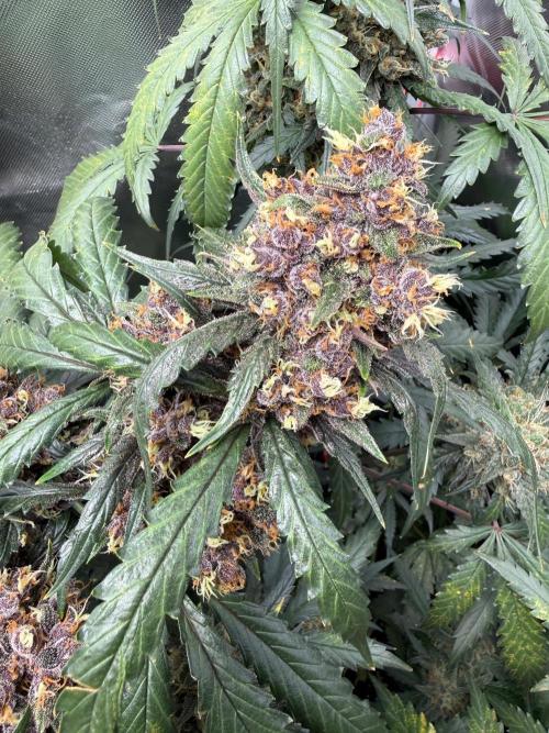 First grow - lemon cherry cookies. Week 10