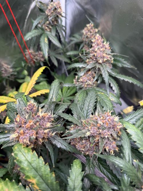 First grow - lemon cherry cookies. Week 10