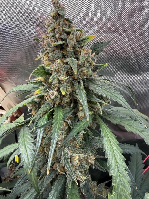 First grow - lemon cherry cookies. Week 10