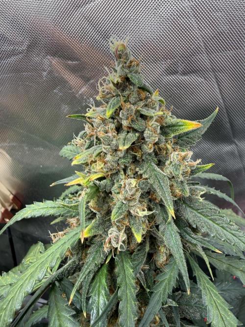 First grow - lemon cherry cookies. Week 10