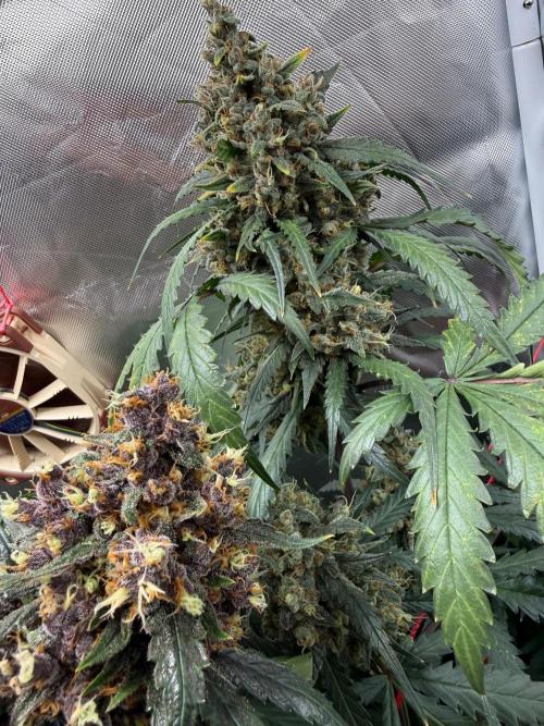 First grow - lemon cherry cookies. Week 10