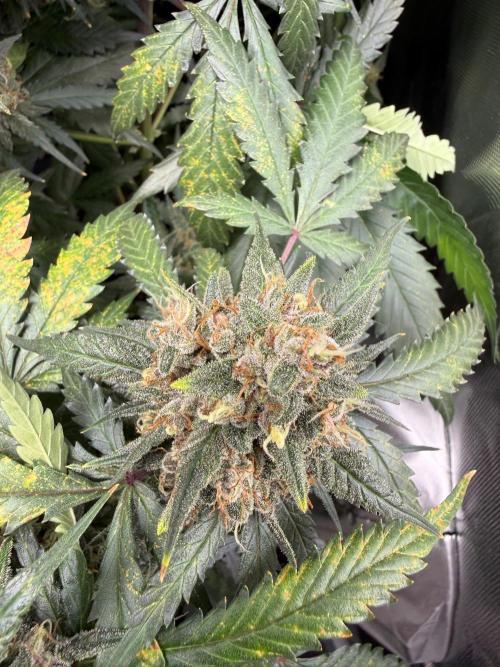 First grow - lemon cherry cookies. Week 10