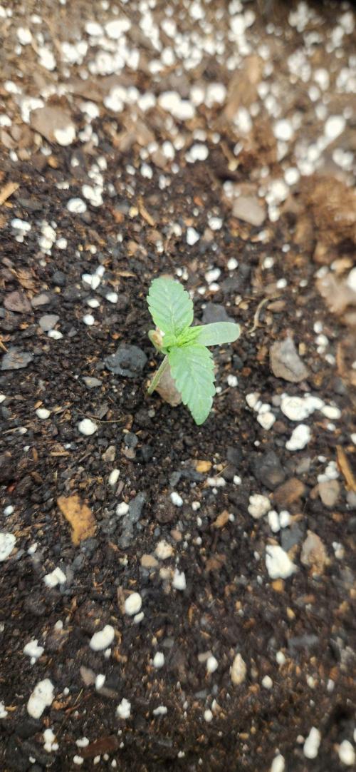 Skywalker Kush. Week 1