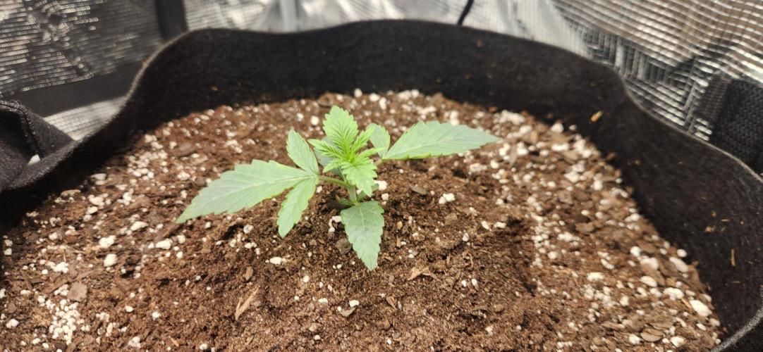 Skywalker Kush Indoor SCROG. Week 2
