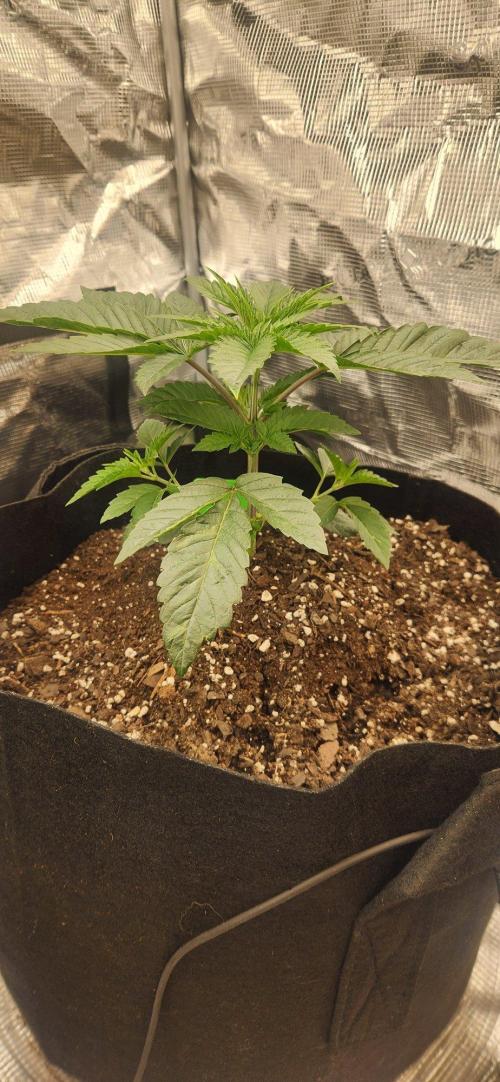 Skywalker Kush Indoor SCROG. Week 3 - Sadie